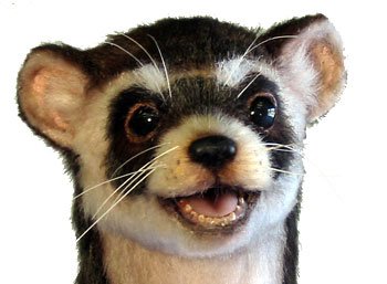 ferret_3567_02.jpg