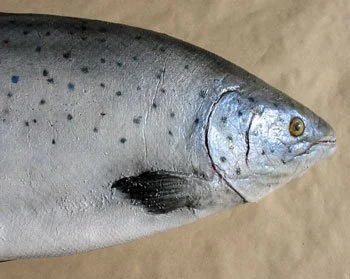 salmon-2130-02.jpg
