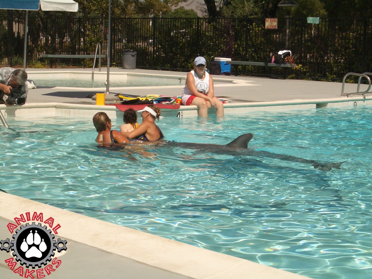 dolphin-animated-3252a-0333.jpg