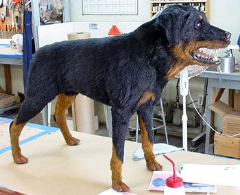rottweiler-1057-01.jpg