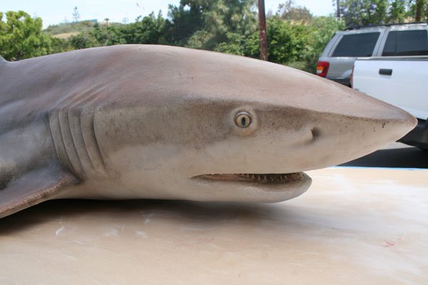 shark-3554-03.jpg