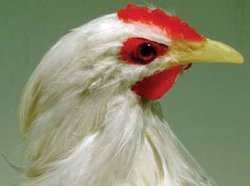 chicken-4028s-02.jpg