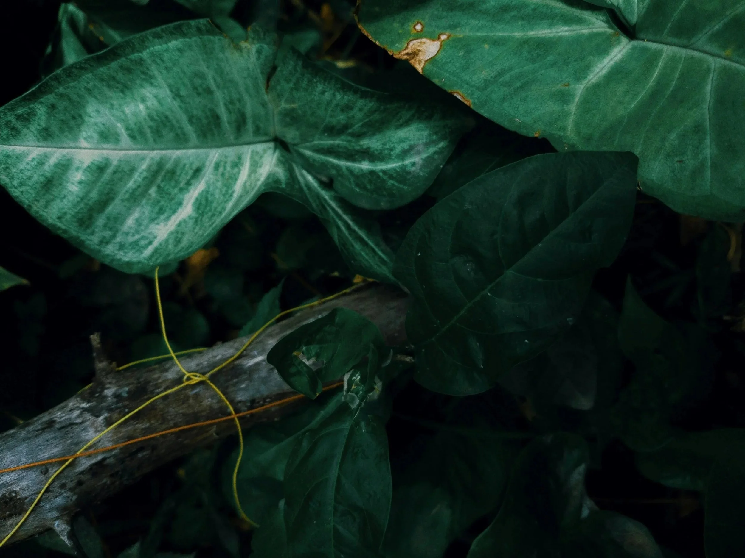 Close-up of large, dark green leaves, possibly from a tropical plant, with some yellow vines intertwined among them.