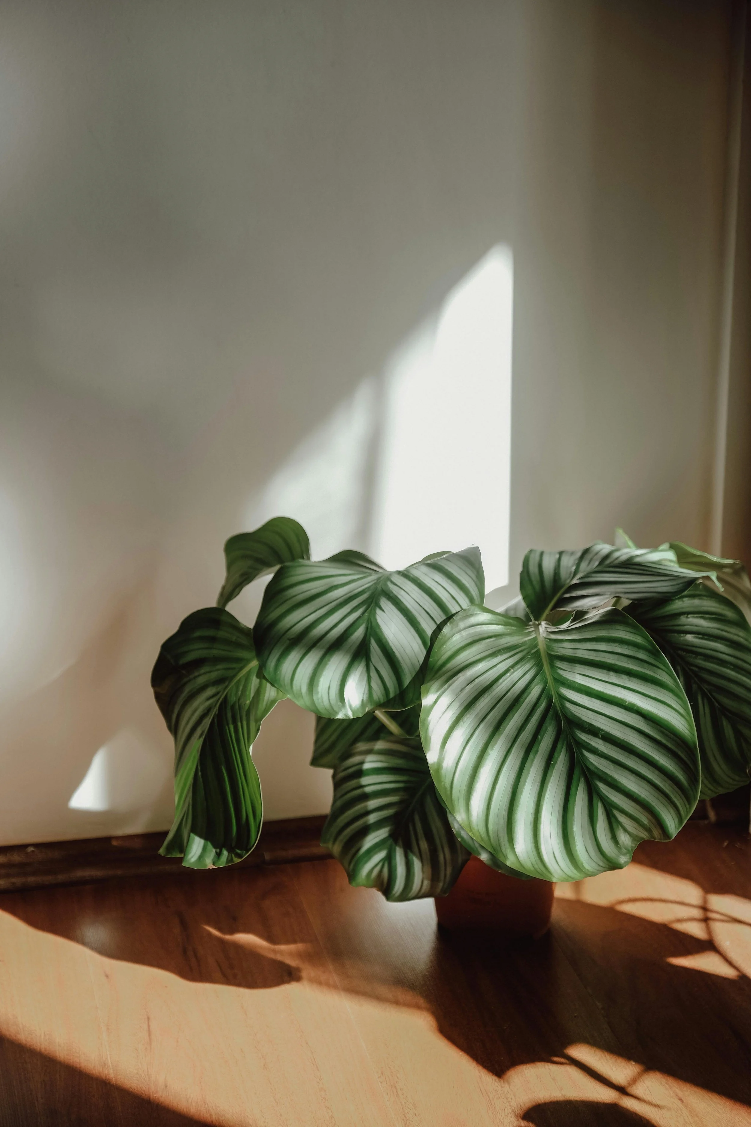 A potted green leafy plant with striped leaves placed on a wooden surface, illuminated by natural light casting shadows on the wall behind it.