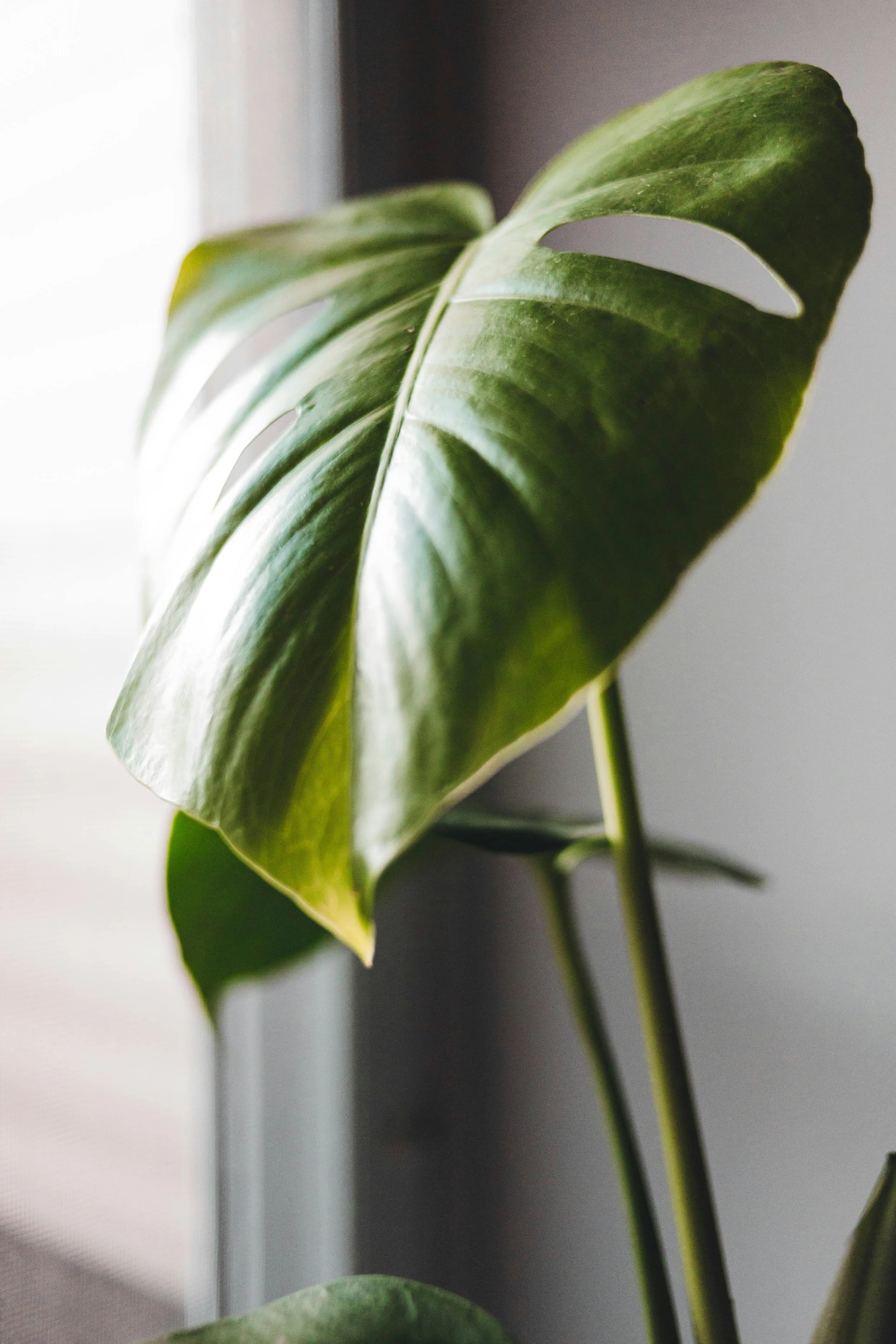 Close-up of a green monstera leaf with natural light coming from the left side, showing leaf's texture and distinct holes.