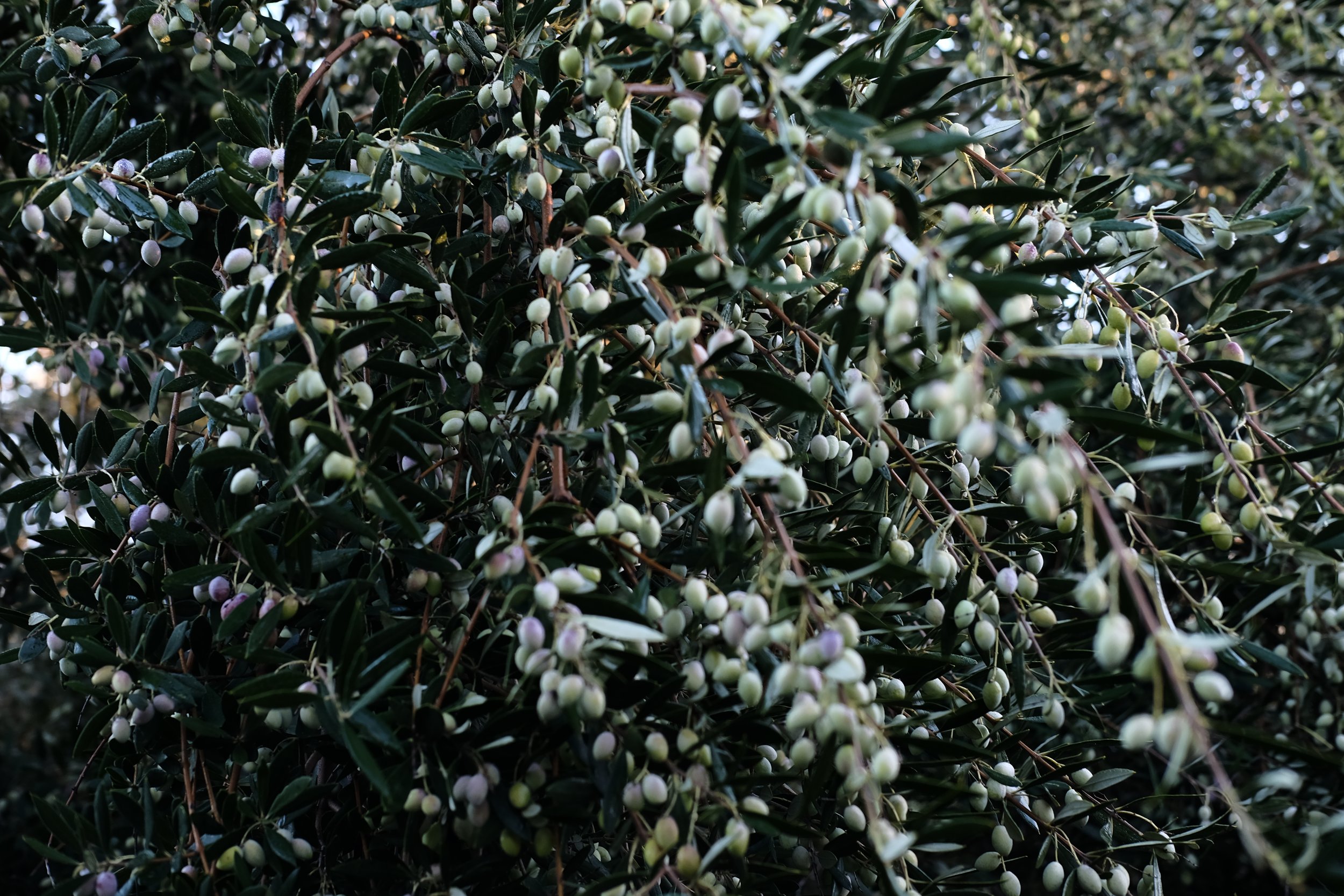 020X3866.jpeg