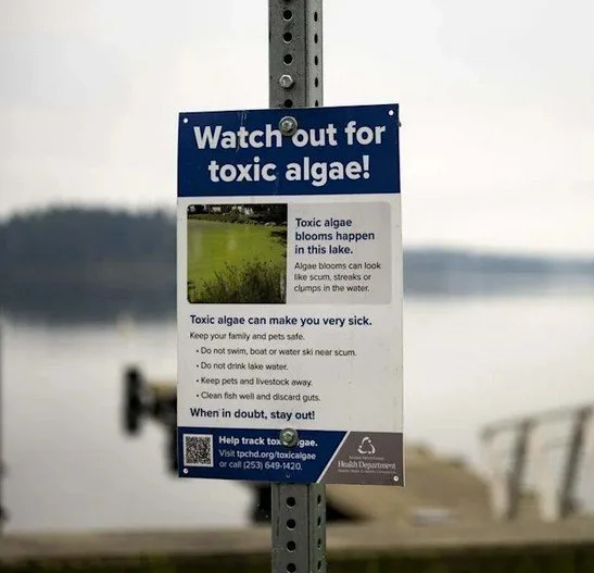 See green scum on this popular Pierce County lake? Here’s what we know - tnt