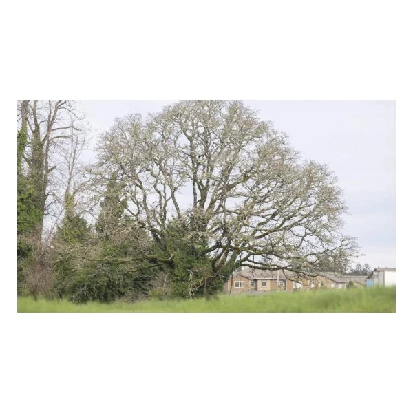 900-year-old Pierce County tree may be cut down for new semi-truck parking lot - tnt