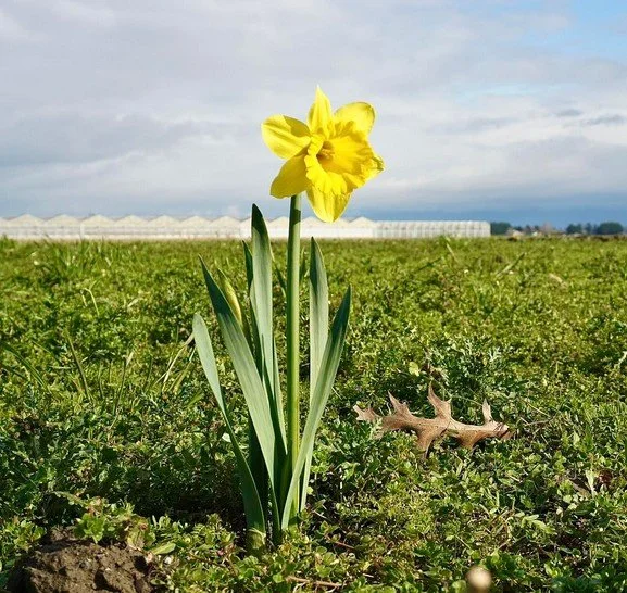 Washingtonians soak up February sun as mild winter brings early blooms - komo