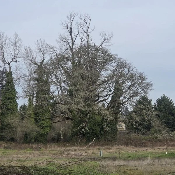 Saving Lakewood’s Garry oaks: Empathy, survival and personal responsibility - cascadian