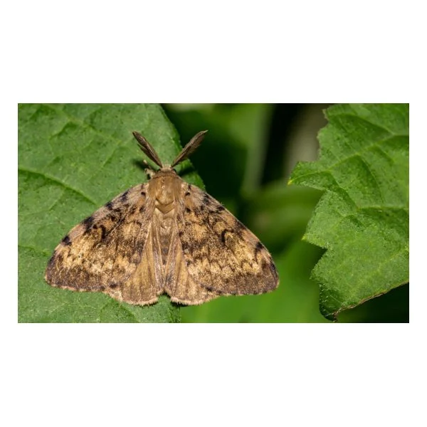 Invasive spongy moth eradication efforts coming to east King County, Lakewood - king5