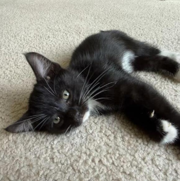 🐱 Playful Kittens Ready for Adoption in Lakewood, WA - newsbreak