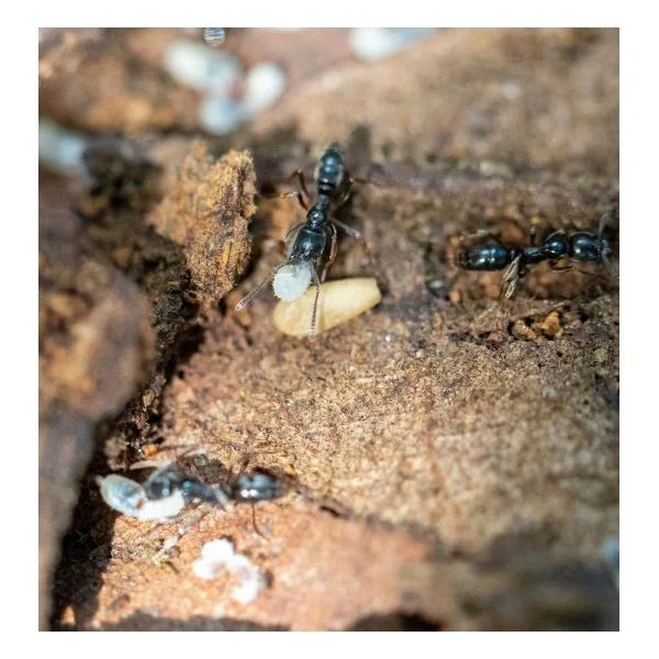 Asian needle ant with potentially life-threatening sting spreading across Pacific Northwest - kiro7