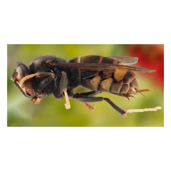 WA on high alert for invasive yellow-legged hornet - q13
