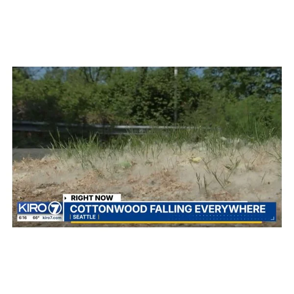 That cottonwood fluff isn’t causing your allergies, but it’s a fire risk and could impact your HVAC - kiro7