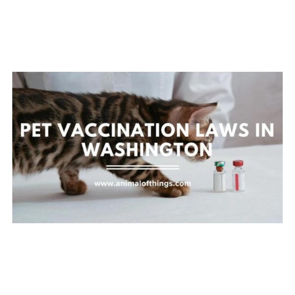 Pet Vaccination Laws in Washington State: What Every Owner Needs to Know - newsbreak