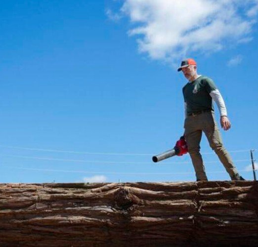 500-year-old Lakewood fir must come down. Could it end up in your dining room? - tnt