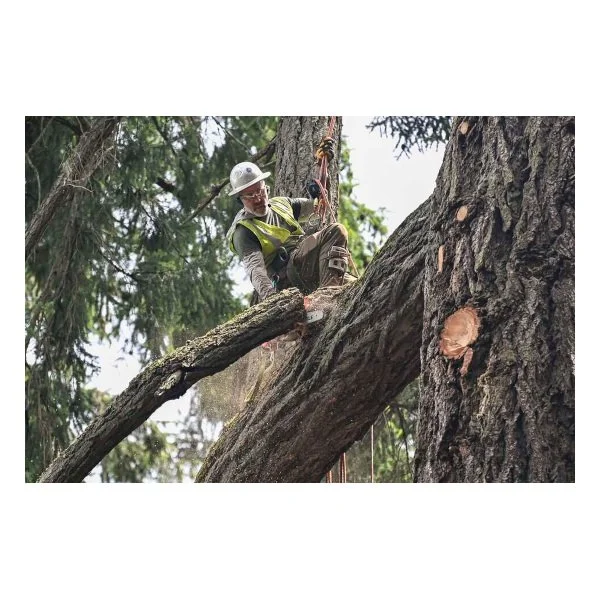 Watch: Largest tree in Lakewood comes down one branch at a time - tnt