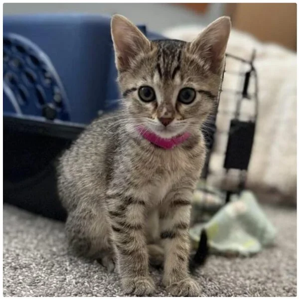 Playful &amp; Sweet Kittens Ready for Adoption in Lakewood, WA - newsbreak