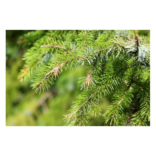 Pollen seasons are starting to last longer in Washington - kdn