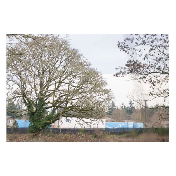 Will 900-year-old Pierce County tree be cut down for parking lot? Decision made - tnt