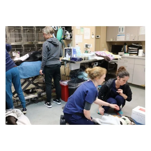 A Closer Look at Spaying and Neutering | humanesociety