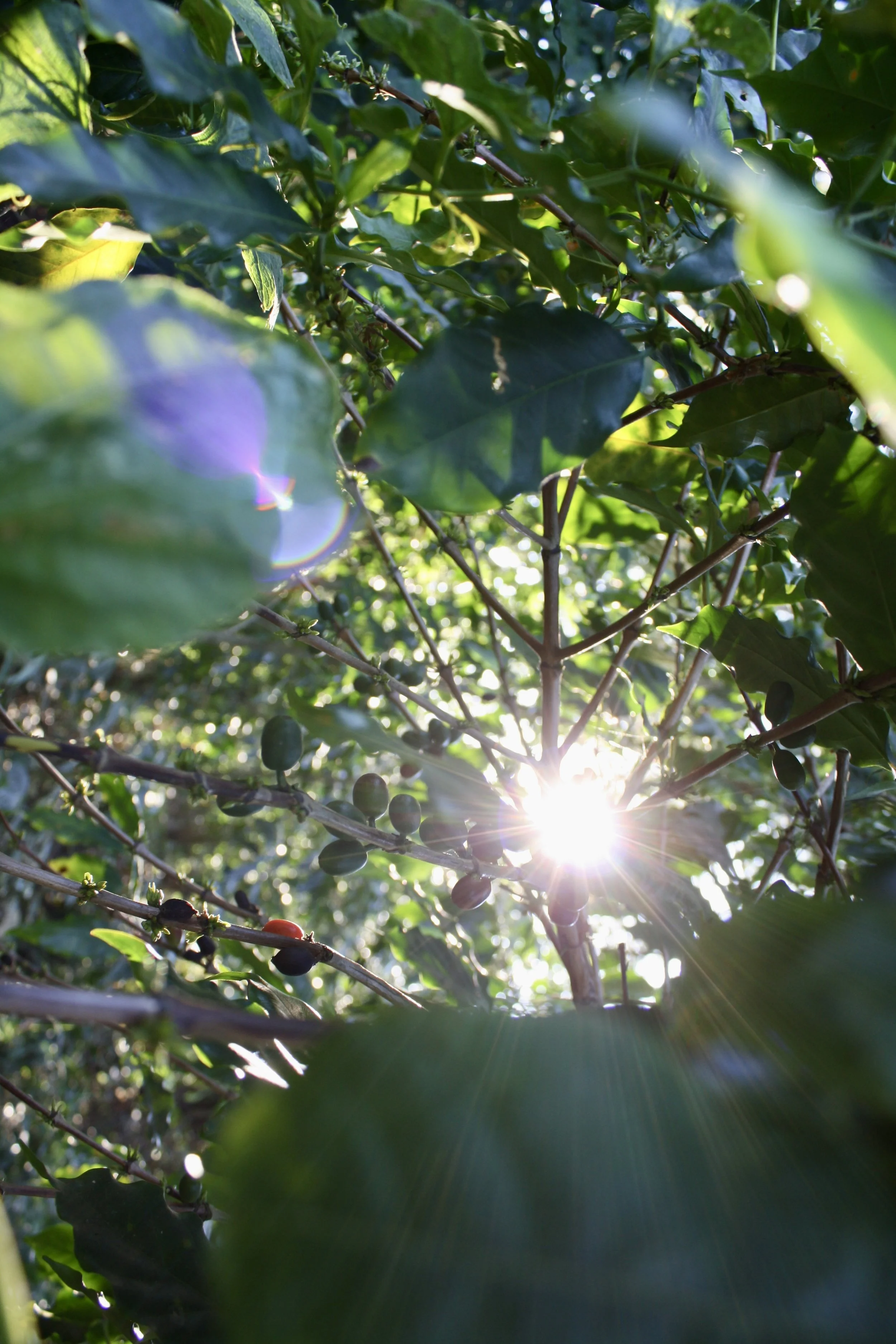 coffee farm el salvador