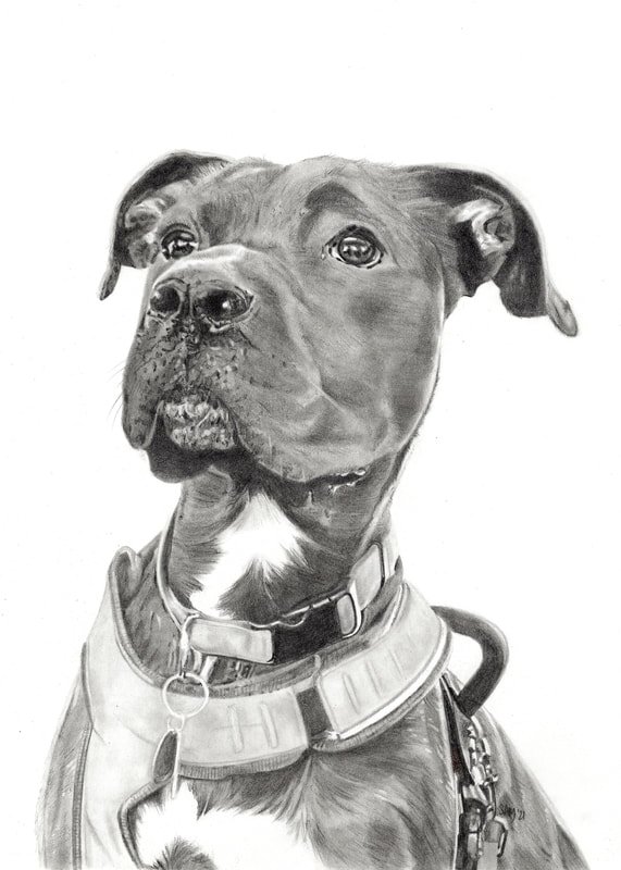 Doggie • graphite pencil on paper • 10x8”