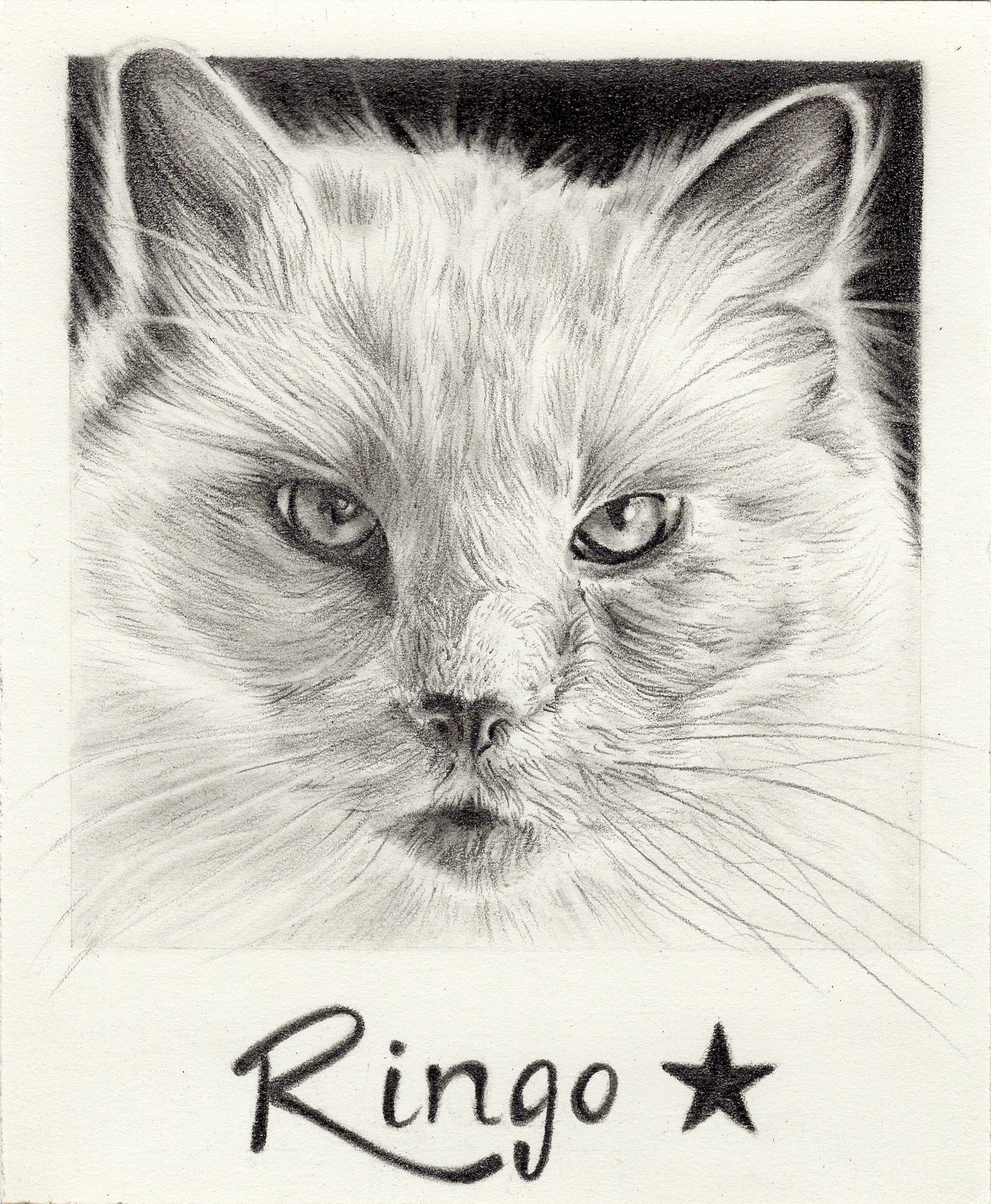 Ringo  • graphite pencils on paper • 4.25x3.5” (Polaroid size) 