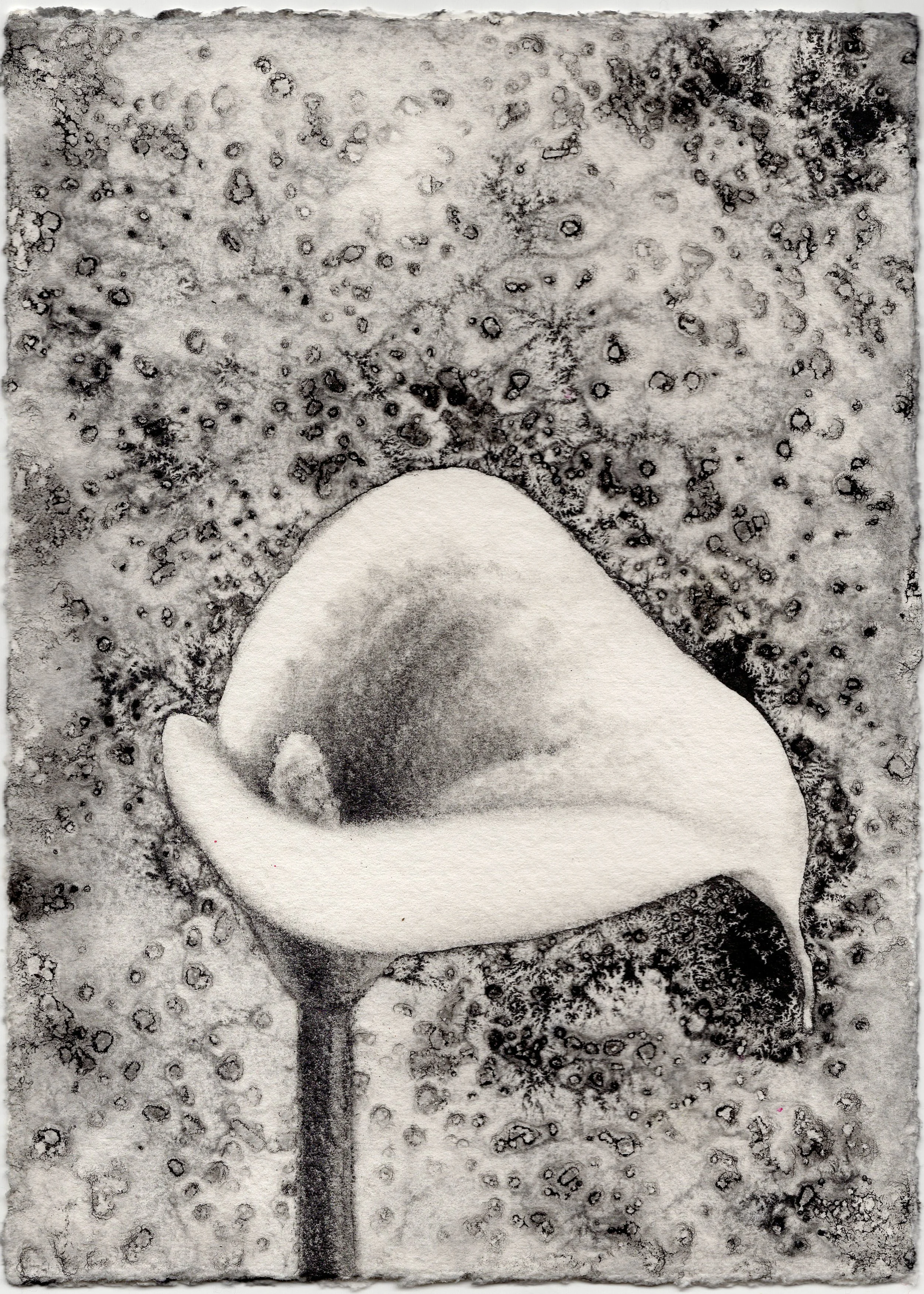 Lone Calla Lily • graphite on paper • 5x7” • Original & Prints Available (click on image for more info)