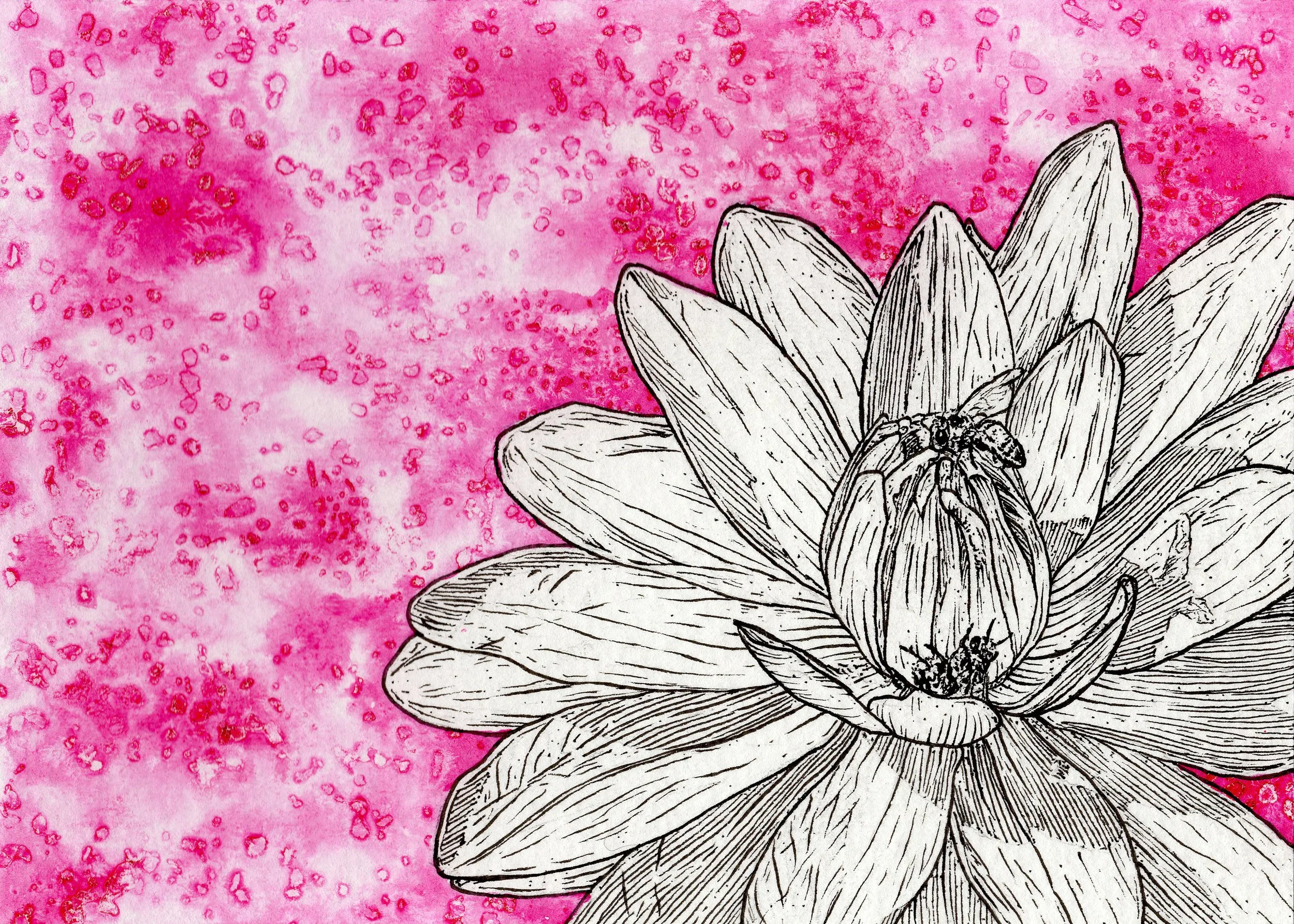 Two Bees & A Water Lily • Sigma ink marker & India ink on paper • 5x7” • Original & Prints Available (click on image for more info)