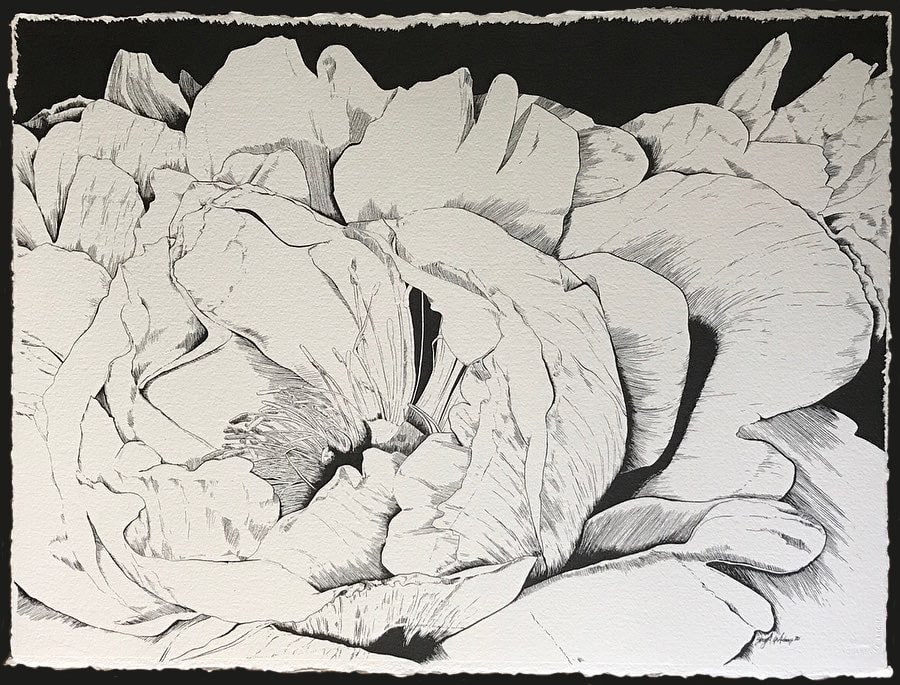 Peony • India ink on paper • 22x30”
