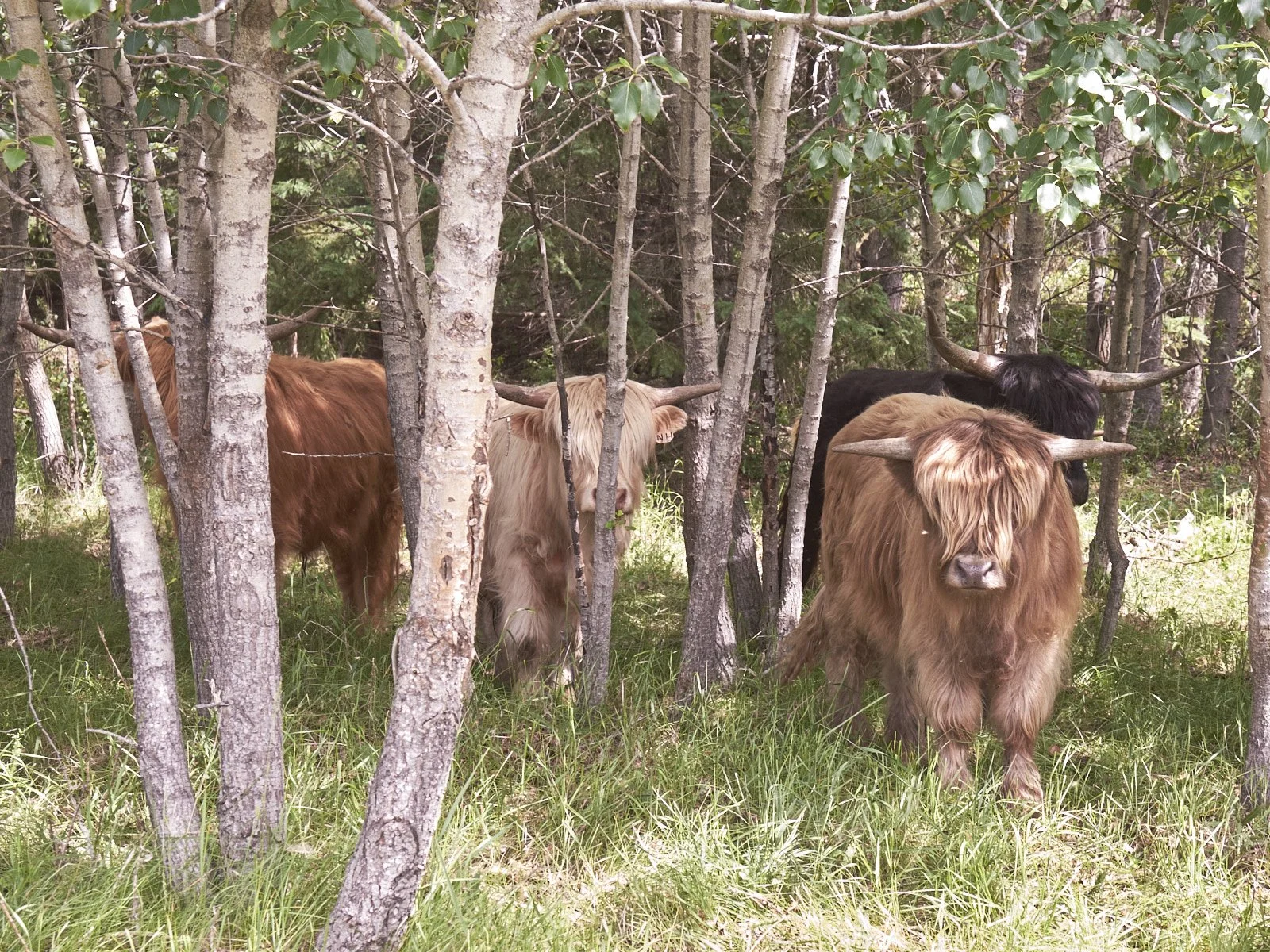 2026 Spring Sale Yearling Steers 02.jpg