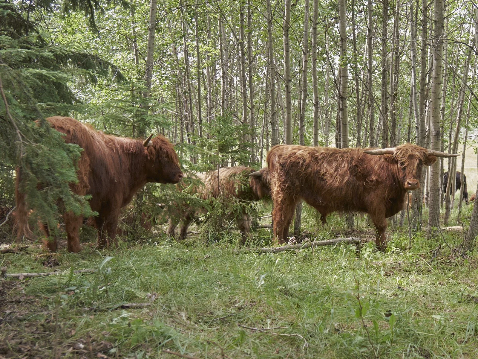 2026 Spring Sale 2-yr steers 02.jpg