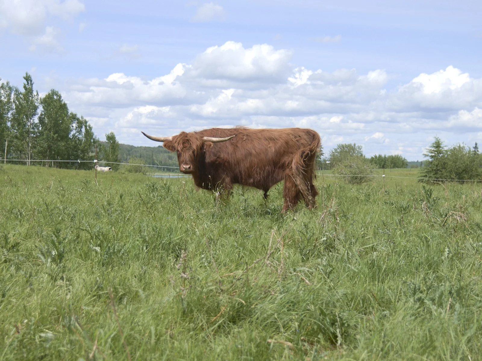 Two-year old steers