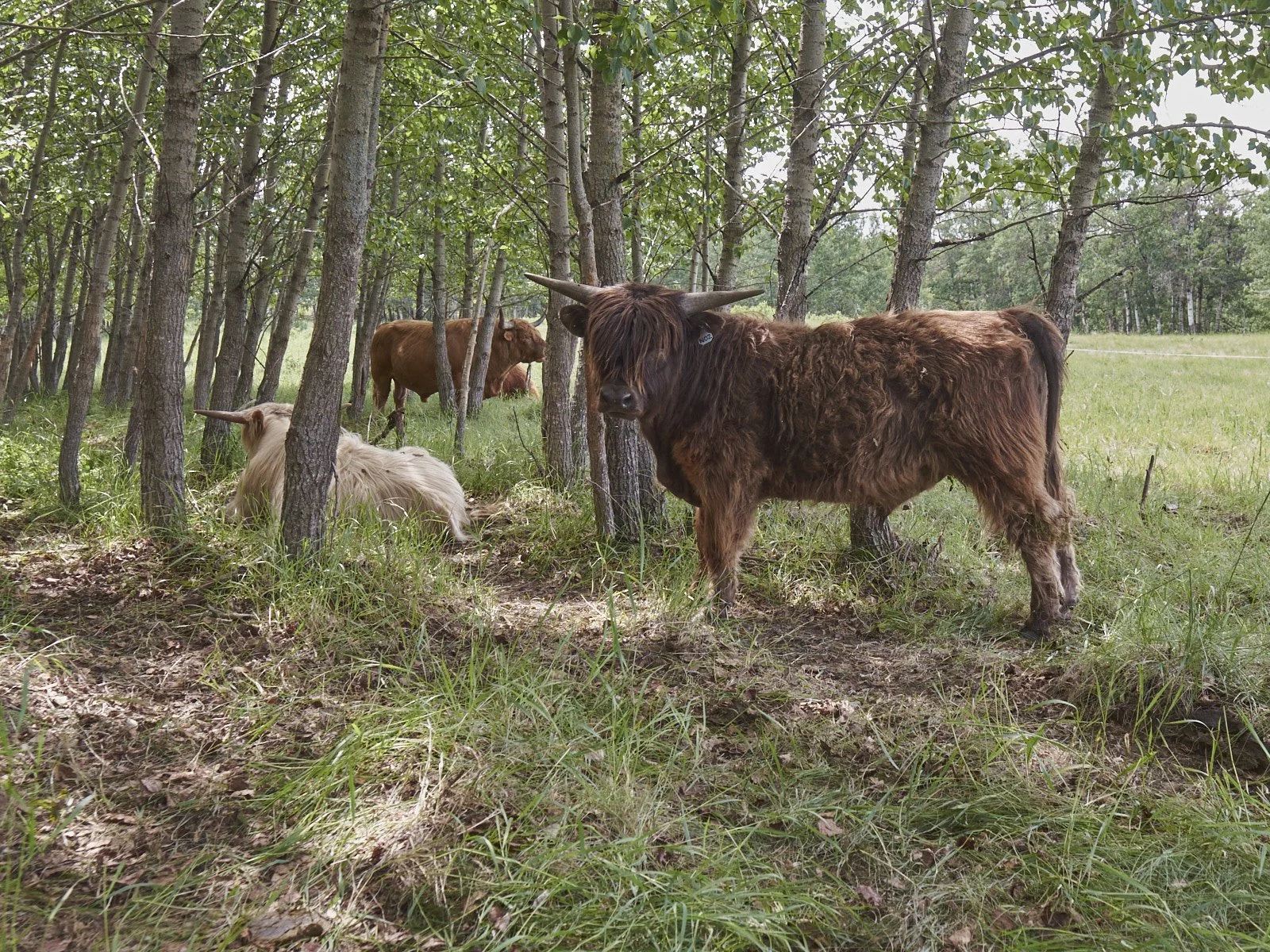 Yearling Steers