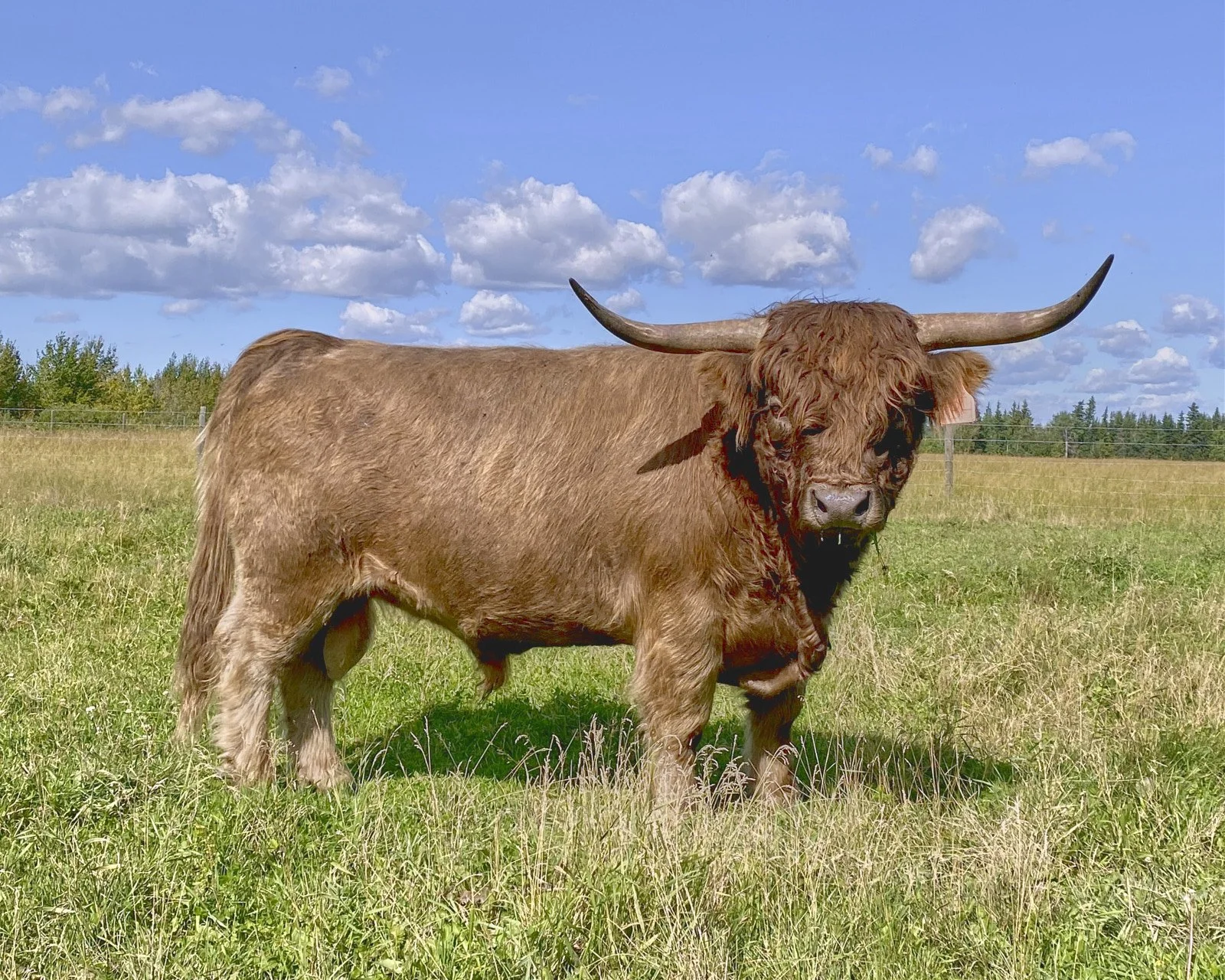 2026 Spring Sale Merry M07 Sire.jpg