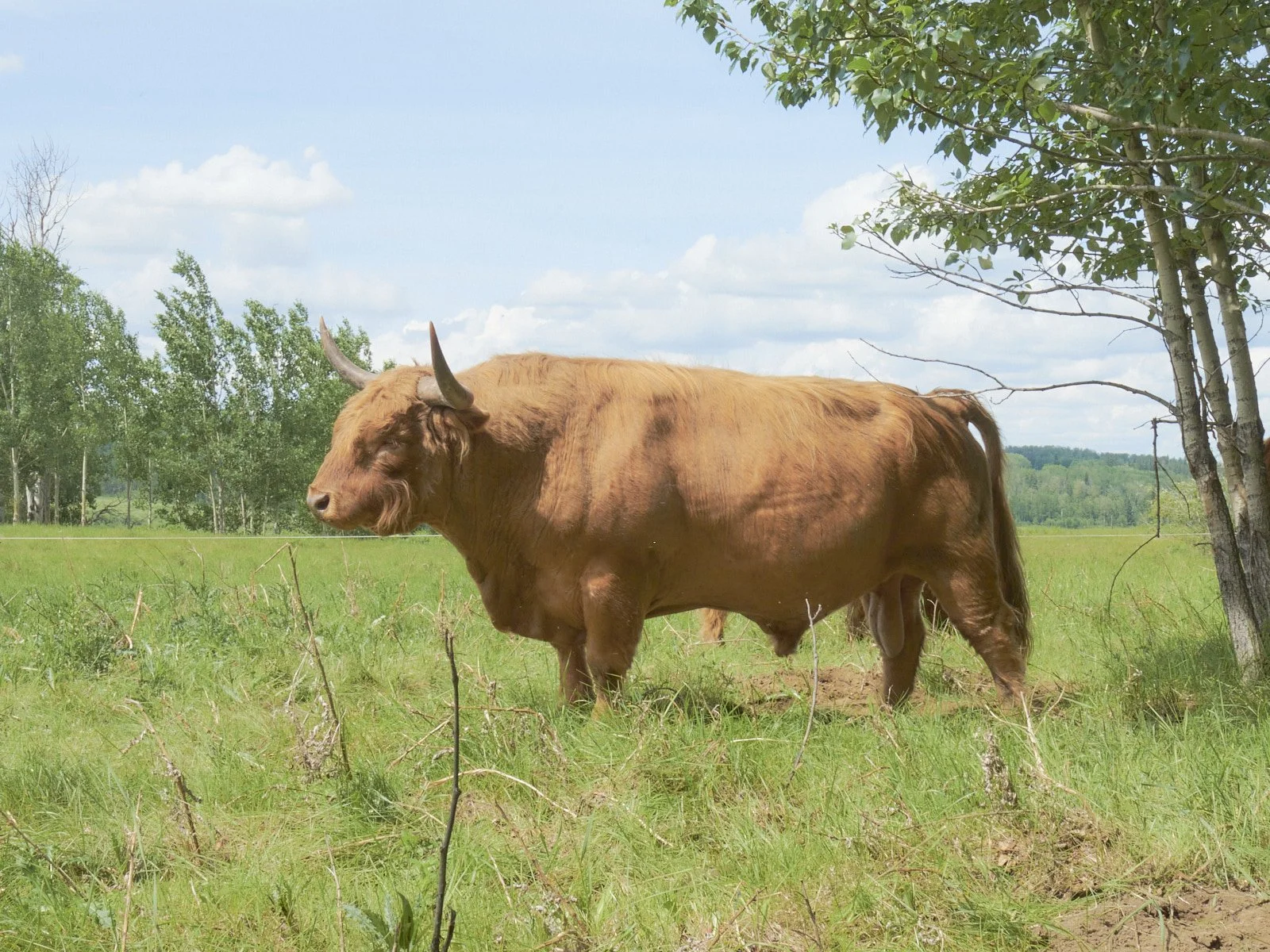 2026 Spring Sale Nyssa N01 Sire.jpg