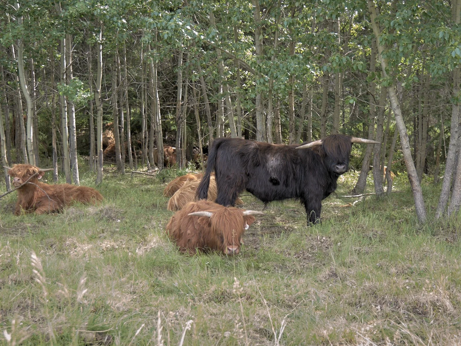 2026 Spring Sale 2-yr steers 03.jpg