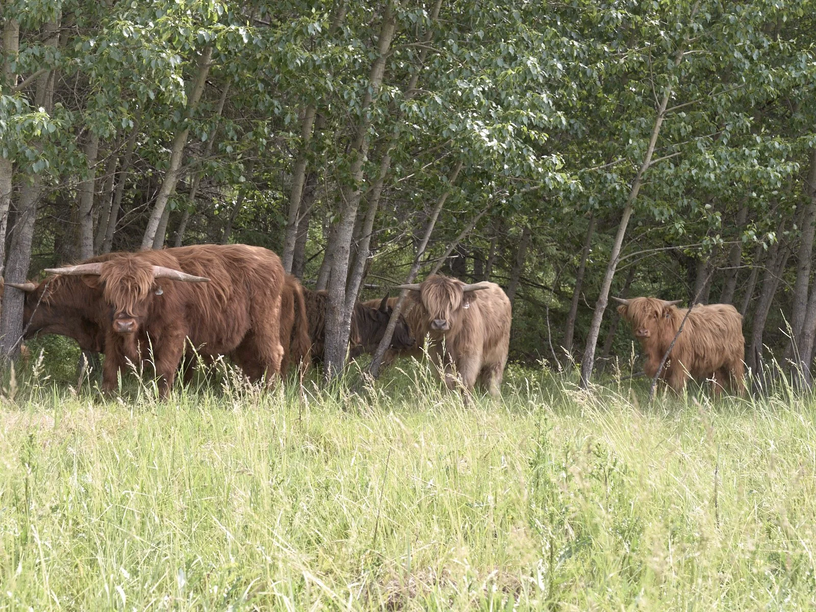 2026 Spring Sale Yearling Steers 03.jpg