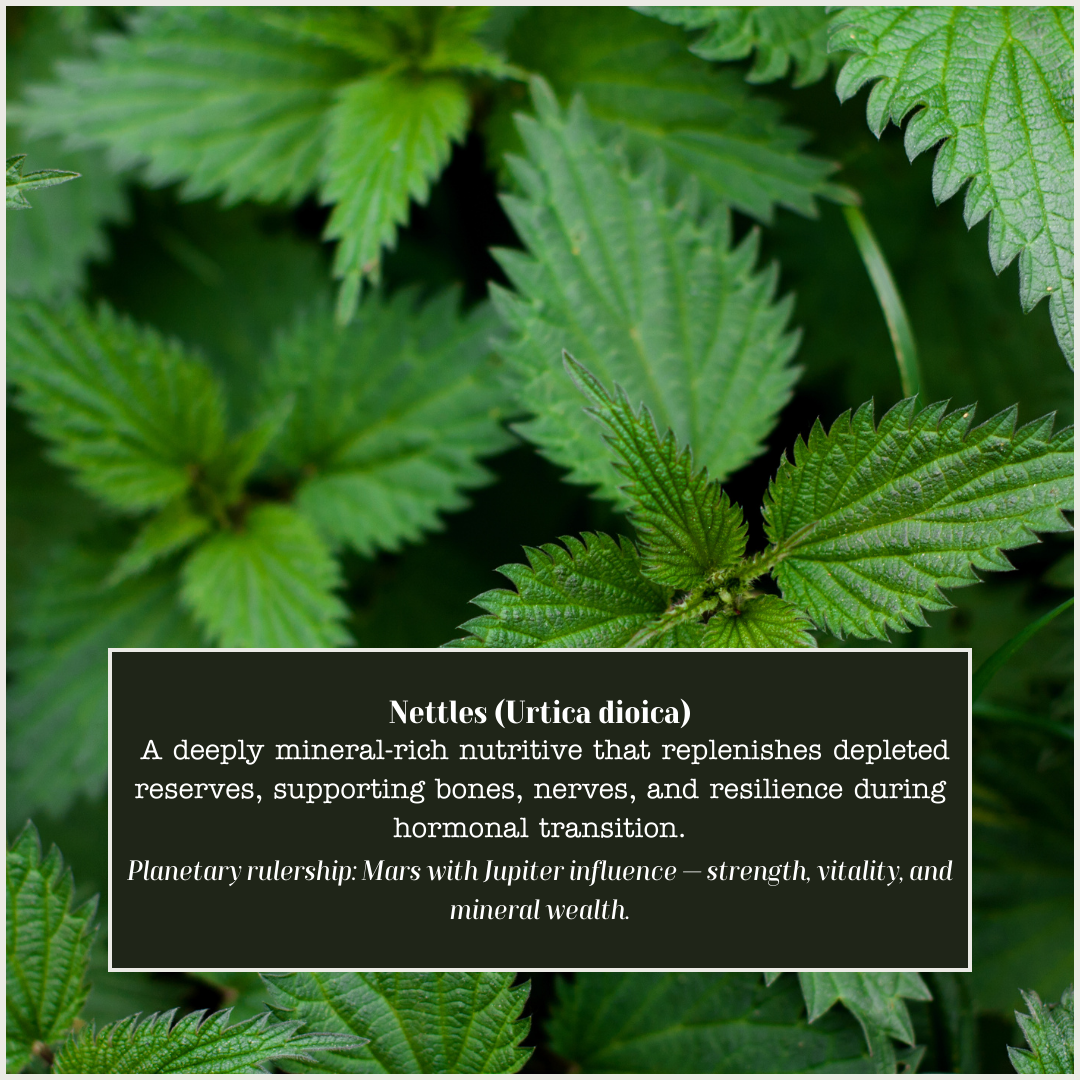 Woman of a Certain Age Herbal Tea | Hormonal Support | The Numinous Moon