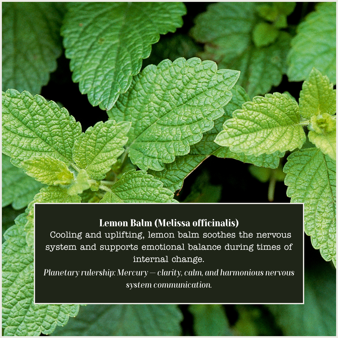 Lemon Balm.png