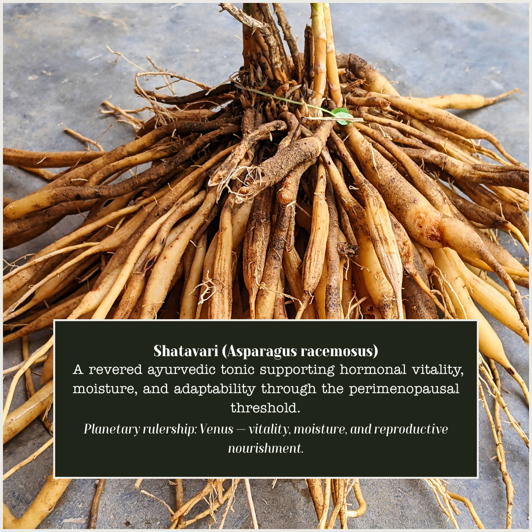 Shatavari.png