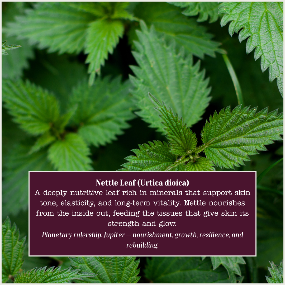 Nettle for skin.png