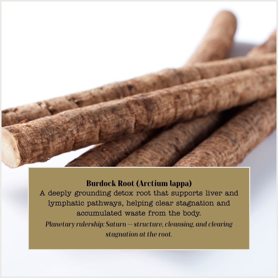 Burdock Root.png
