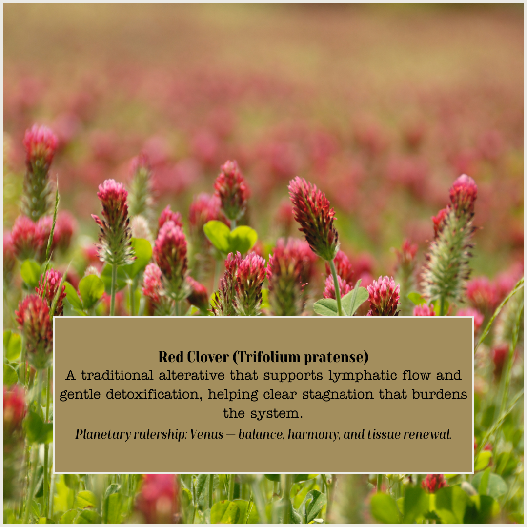 Red Clover for cleanse.png