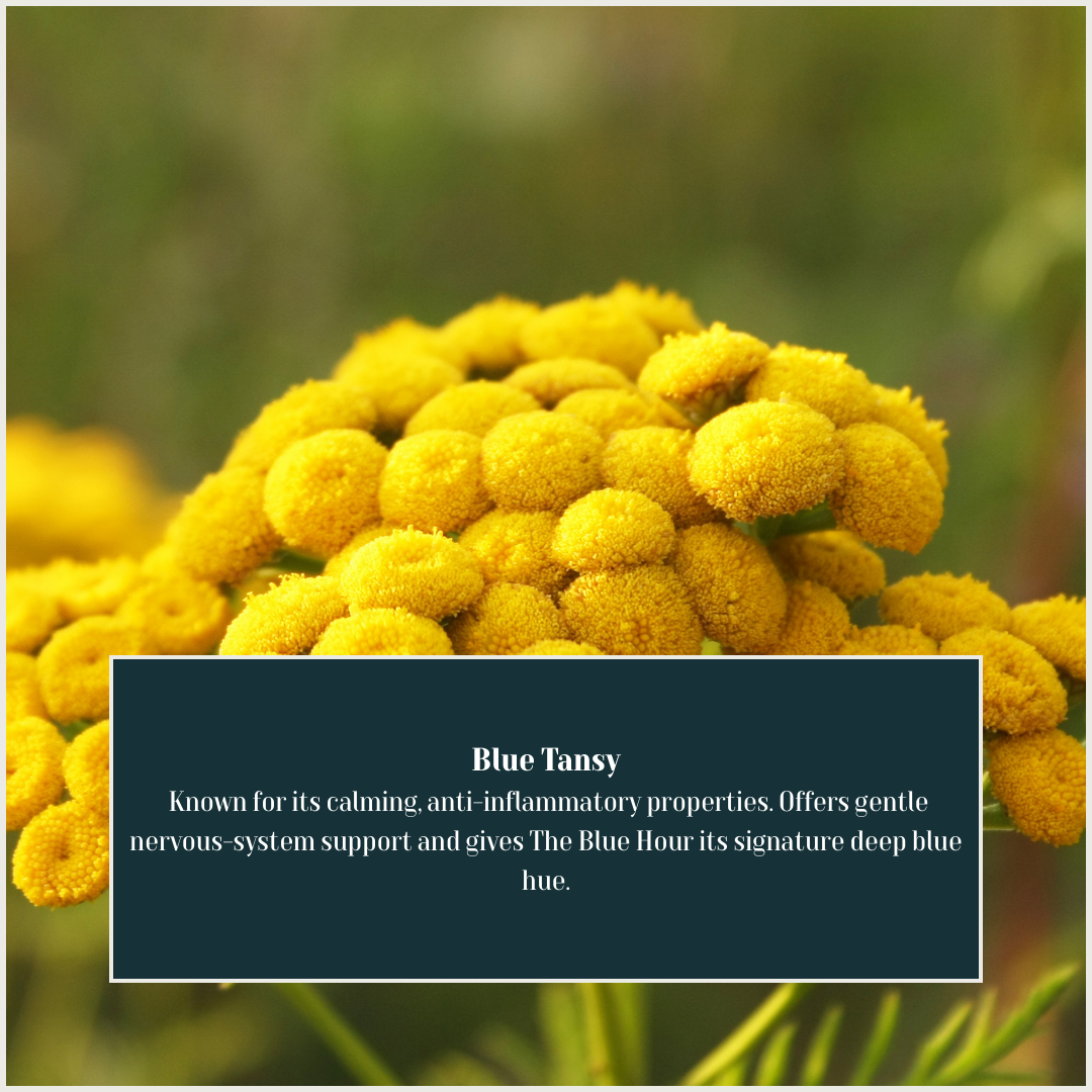 Blue Tansy.png