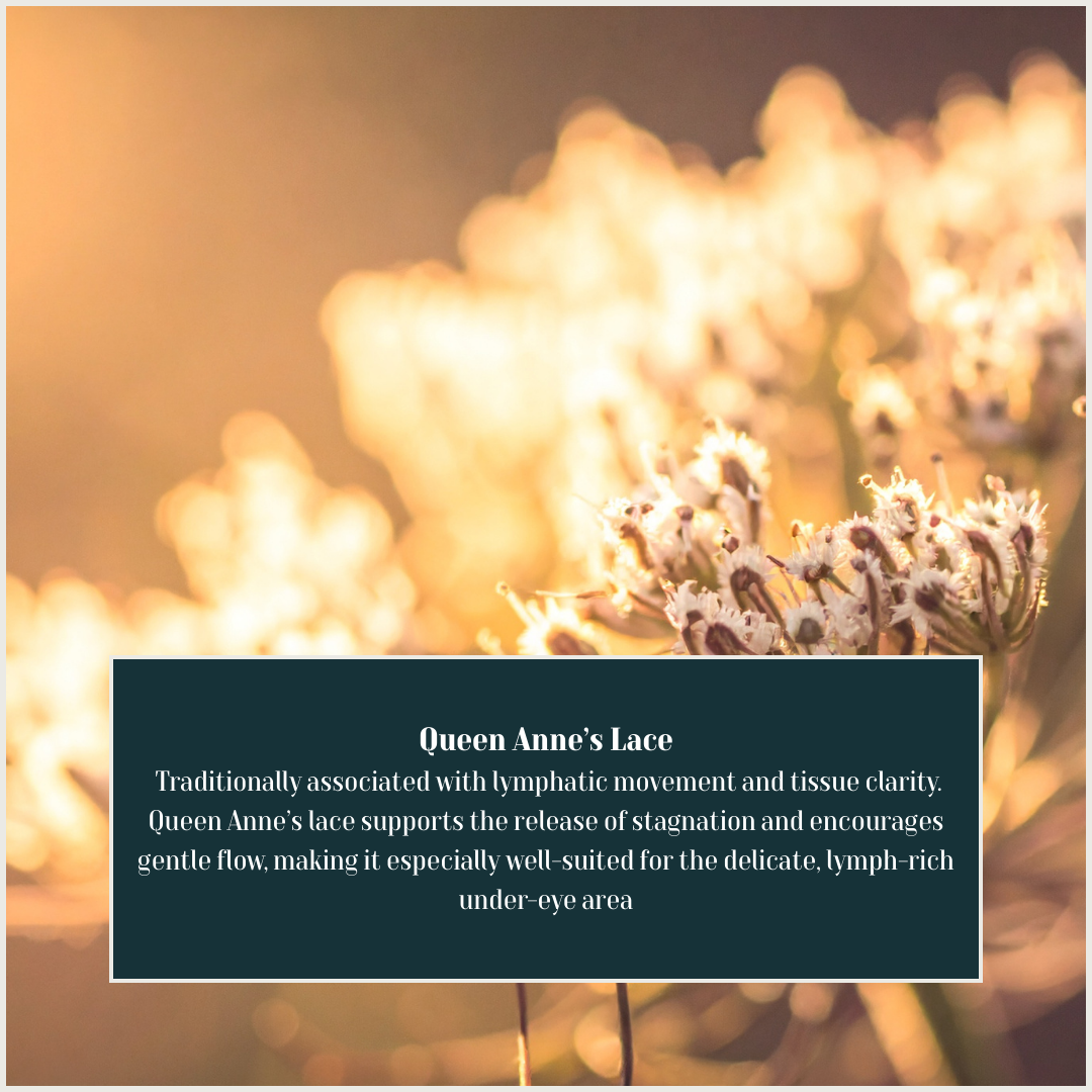 Queen Anne's Lace.png