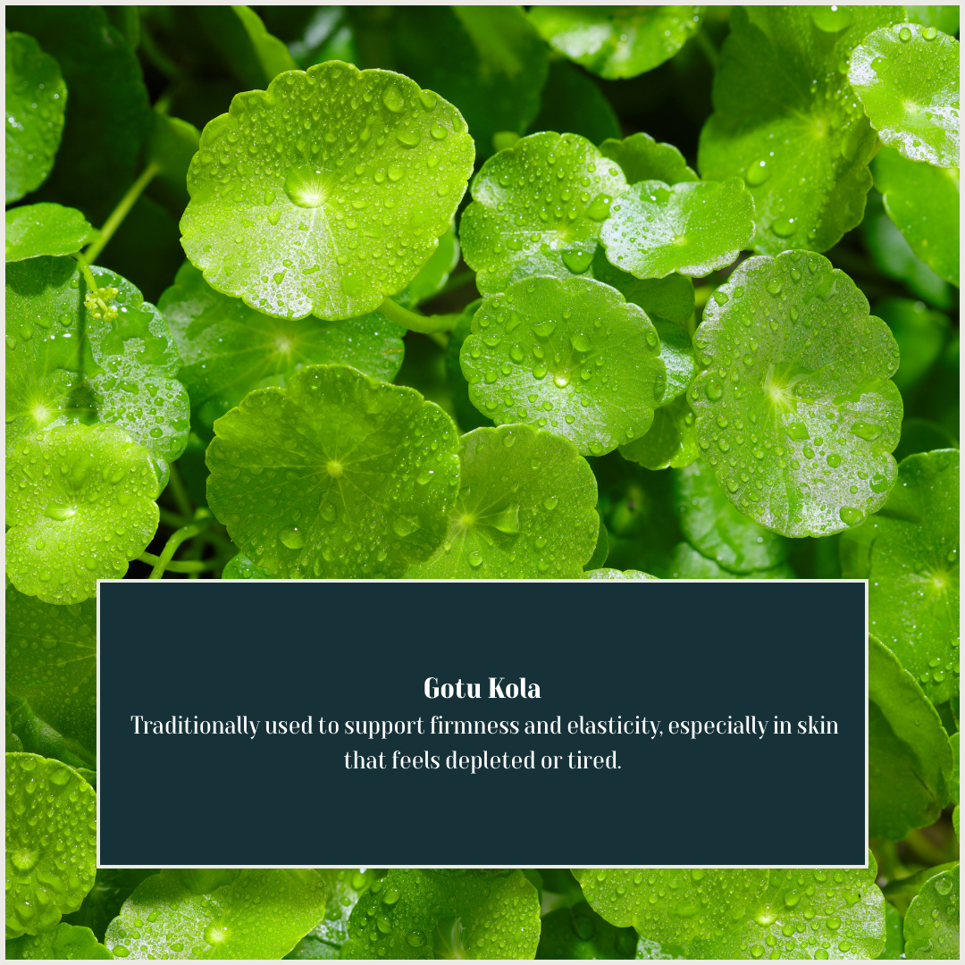 Gotu Kola.png