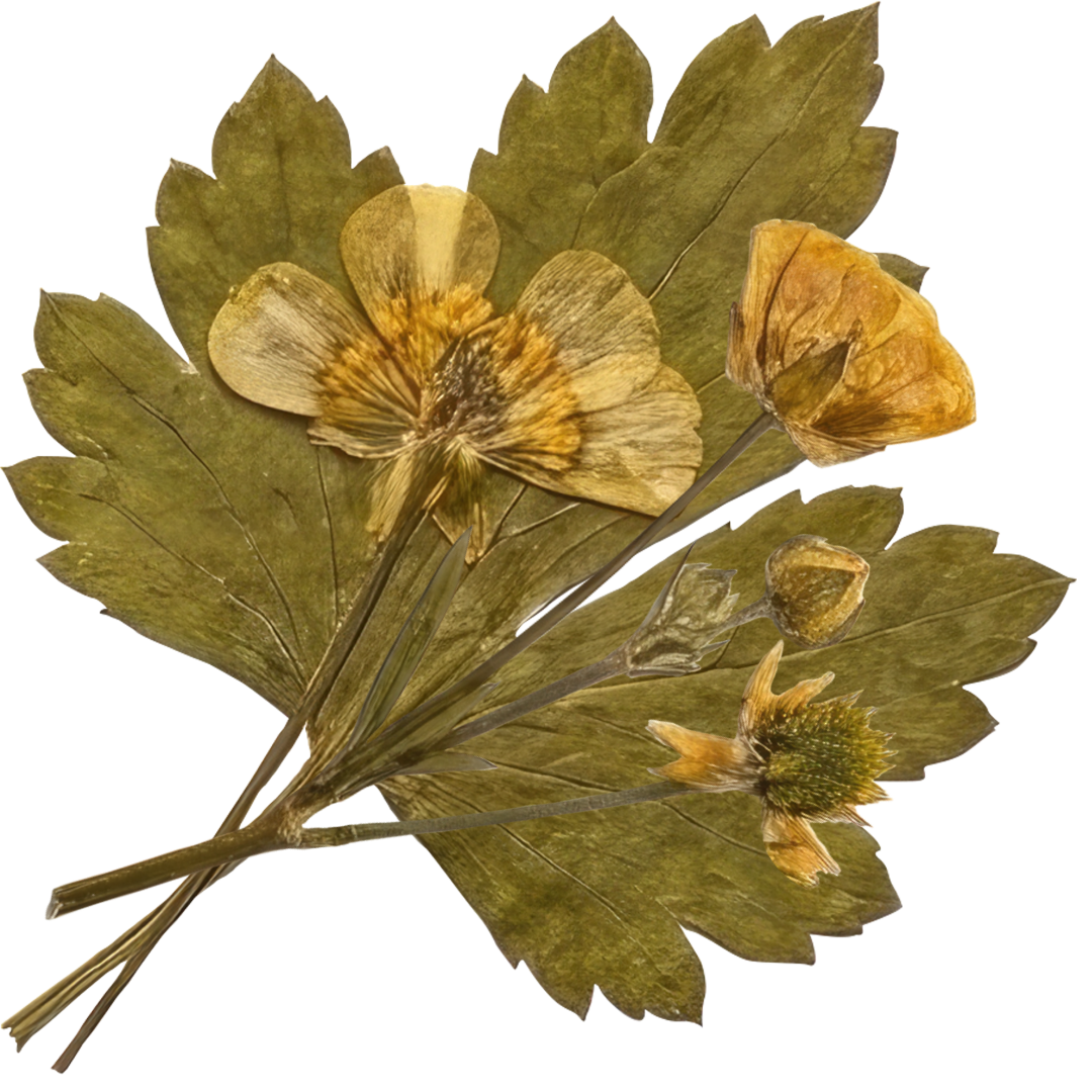 Dried and pressed leaf with dried and pressed yellow flowers attached.